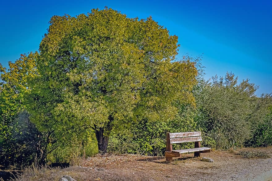 árbol, banco, naturaleza, campo, pera oreinis, Chipre, rural