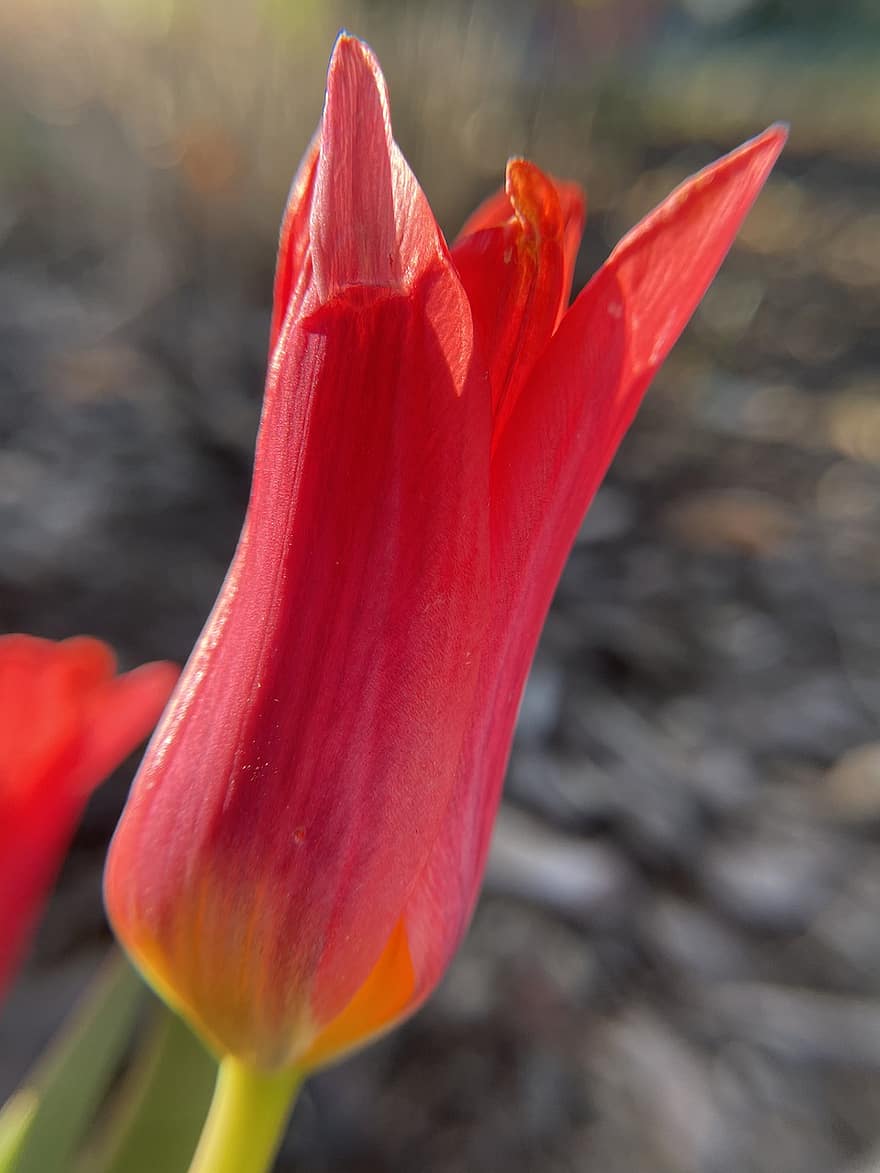 tulipán, květ, rostlina, okvětní lístky, červená květina, flóra, jaro, Příroda, zahrada, makro