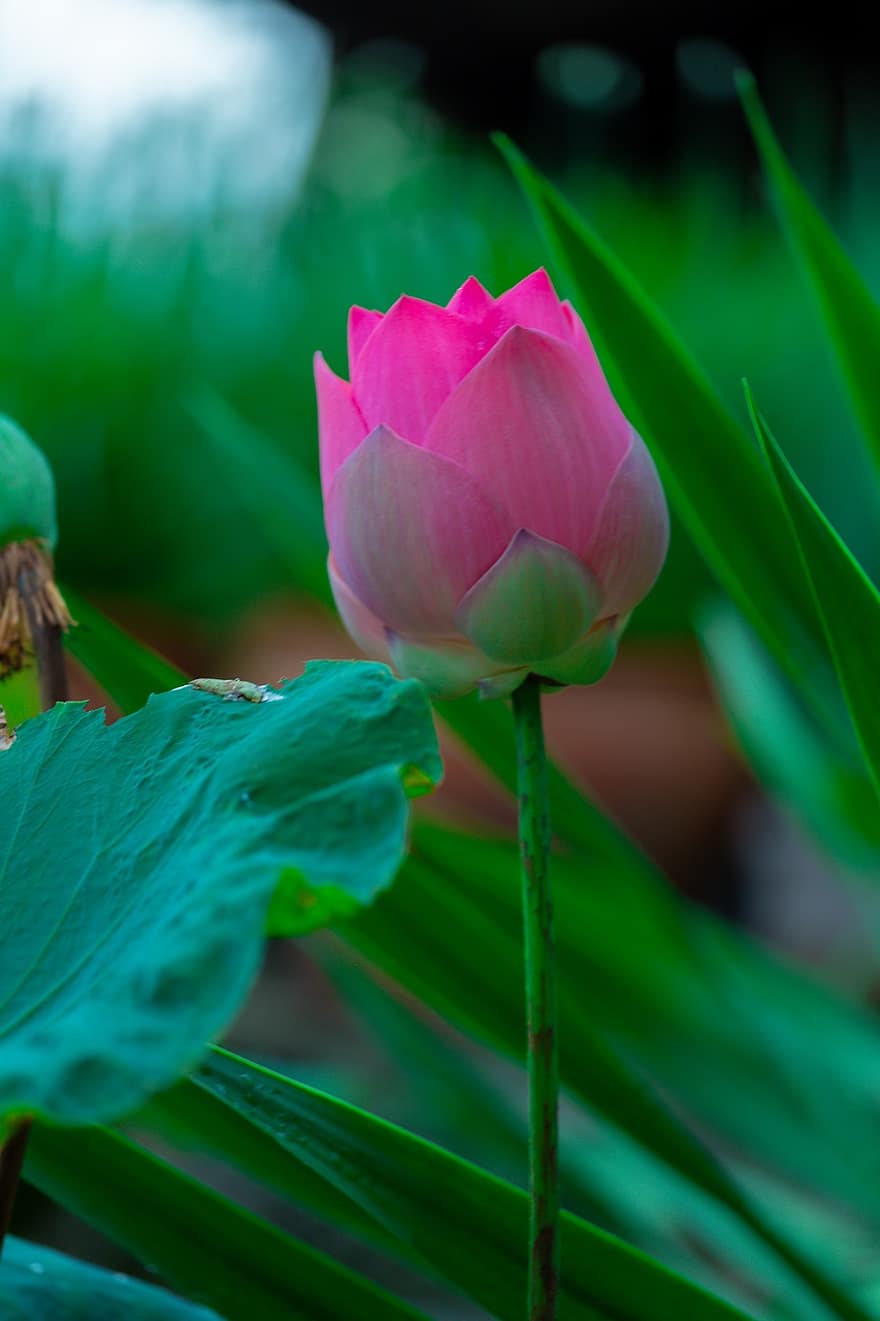 Blume, Lotus, Blütenblätter