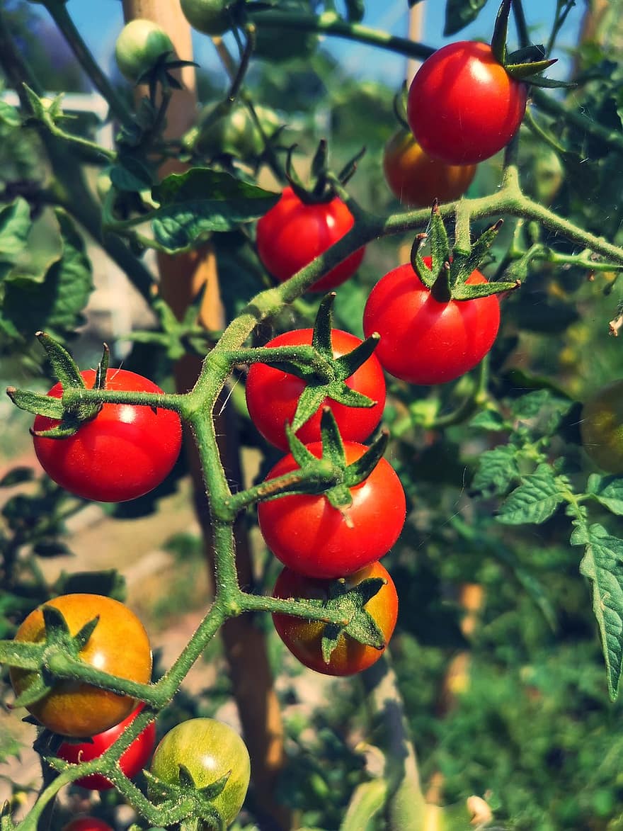 pomidory koktajlowe, pomidory, roślina pomidorowa