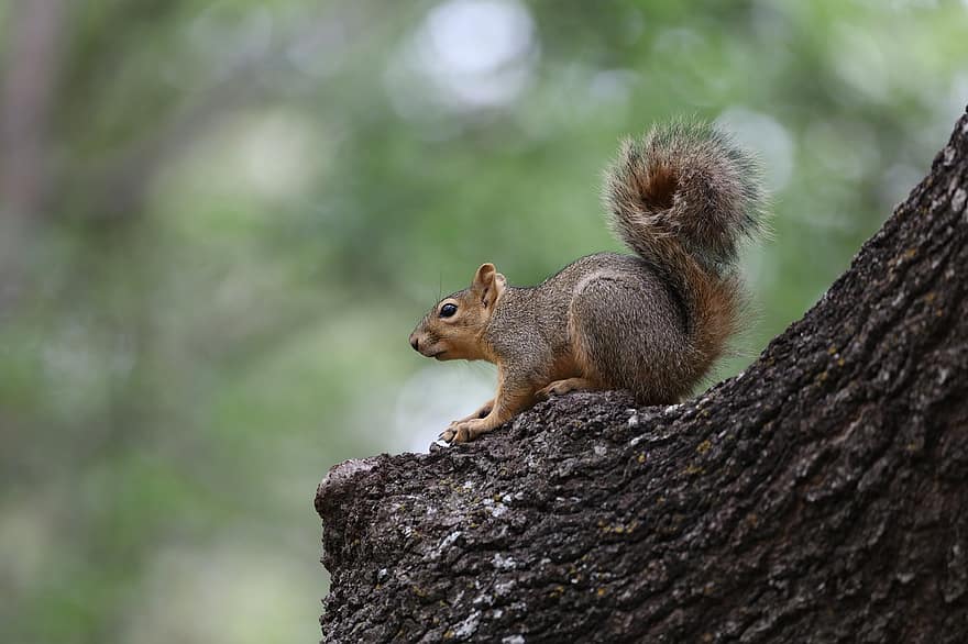 Squirrel, Rodent, Tree, Animal, Mammal, Wildlife, Backyard, Natural, Nature