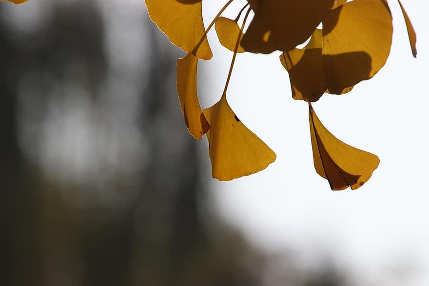 ginkgo, listy, větev, ginkgo biloba, strom, podzim, žluté listy, Příroda