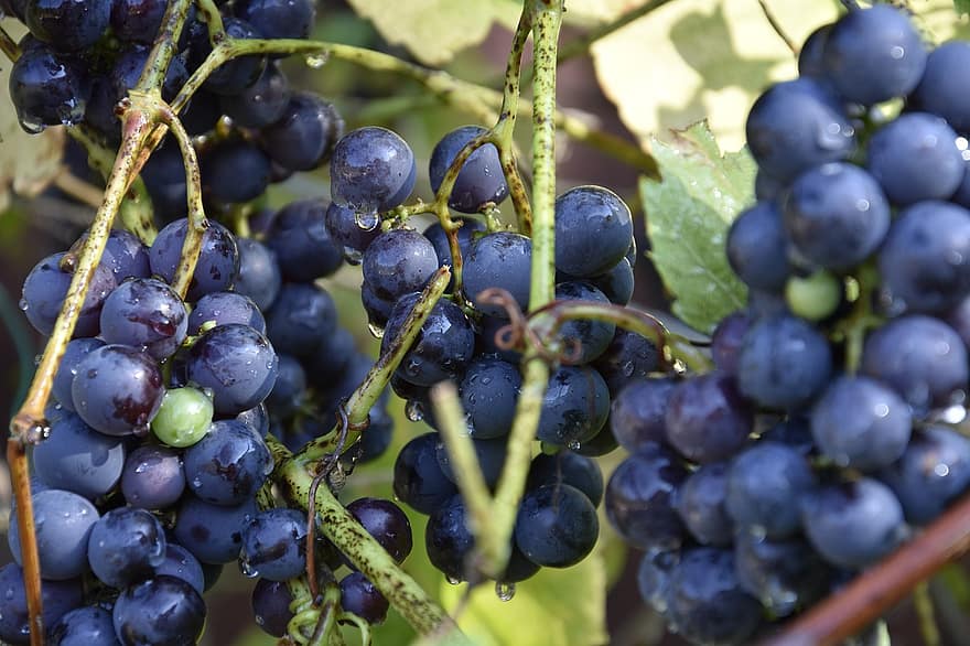 les raisins, fruits, aliments, Frais, en bonne santé, mûr, biologique, sucré, produire, récolte