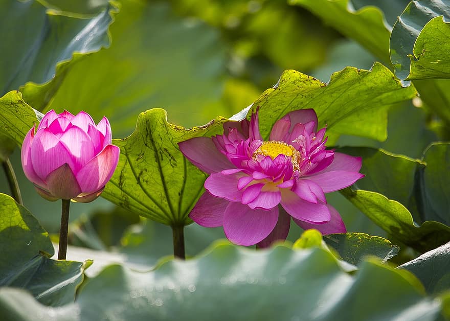 Lotusse, Blumen, pinke Blumen, Lotusblumen, blühen, Blütenblätter, rosa Blütenblätter, Flora, Wasserpflanze, Natur
