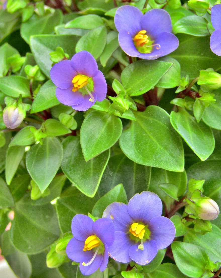 Exacum, Indisk viol, Bittert Blad, Sommerviolet, blomster, Blumenstock, lilla, blade, violet, grøn, tæt på