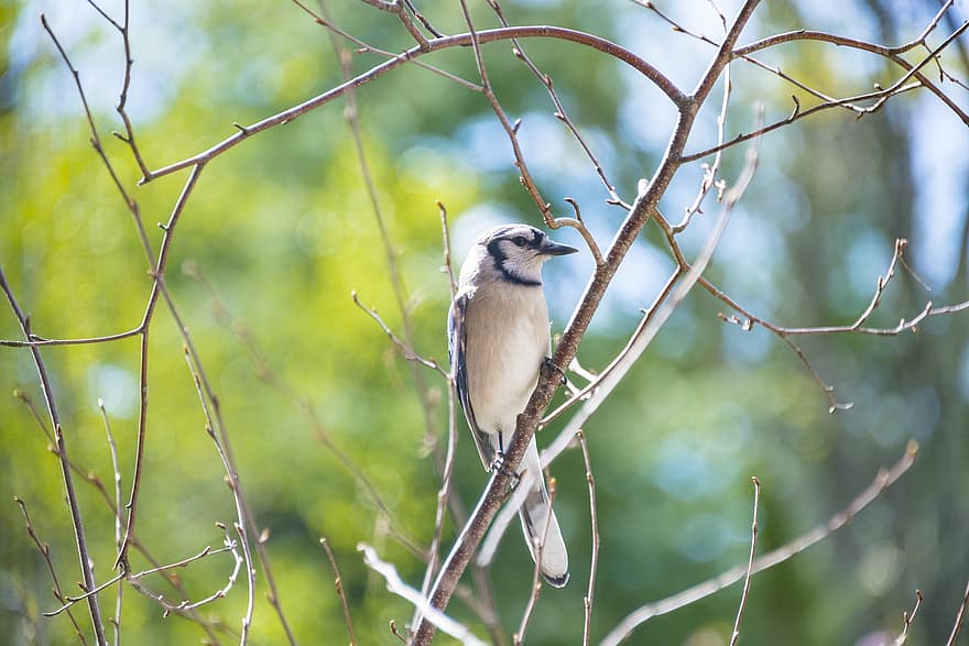 Bird, Blue Jay, Perched, Tree, Branches, Avian, Wildlife, Audubon