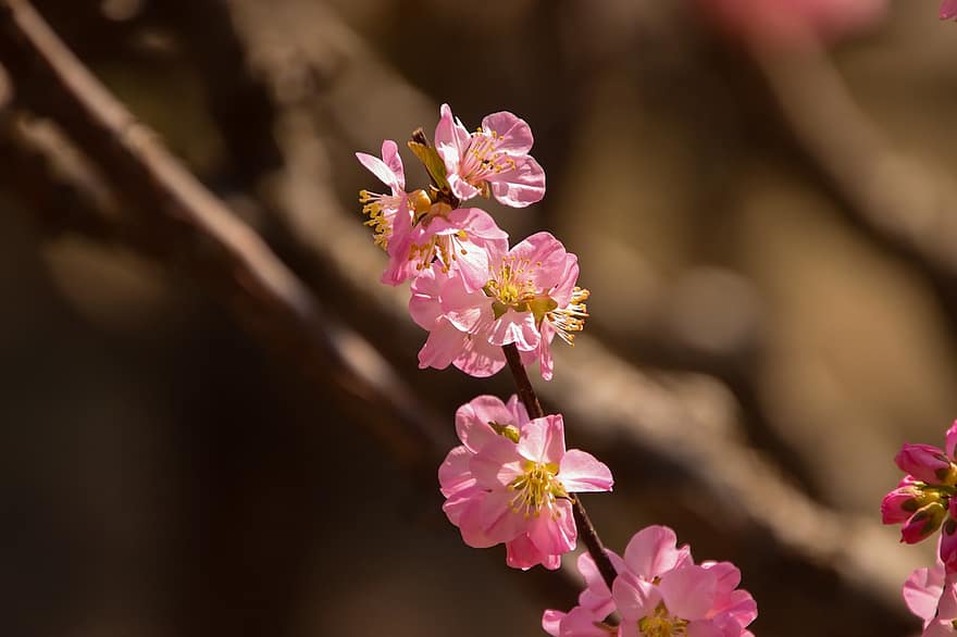 Plum Blossom, Flowers, Branch, Spring, Tree, Pink Flowers, Petals, Bloom, Blossom, Flora, Botany