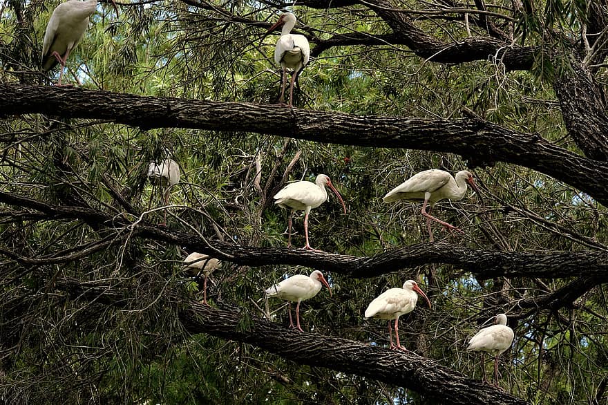 ibis birds, árbol, rebaño, aves, bandada, posado, pájaros encaramados, Cra, aviar, ornitología, observación de aves