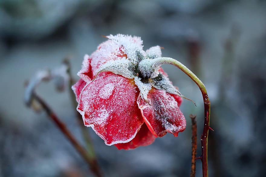 žiemą, pakilo, raudona, šalčio, ledai, pobūdį, gėlė, ledo gėlė, žiemos magija, Iš arti, lapai
