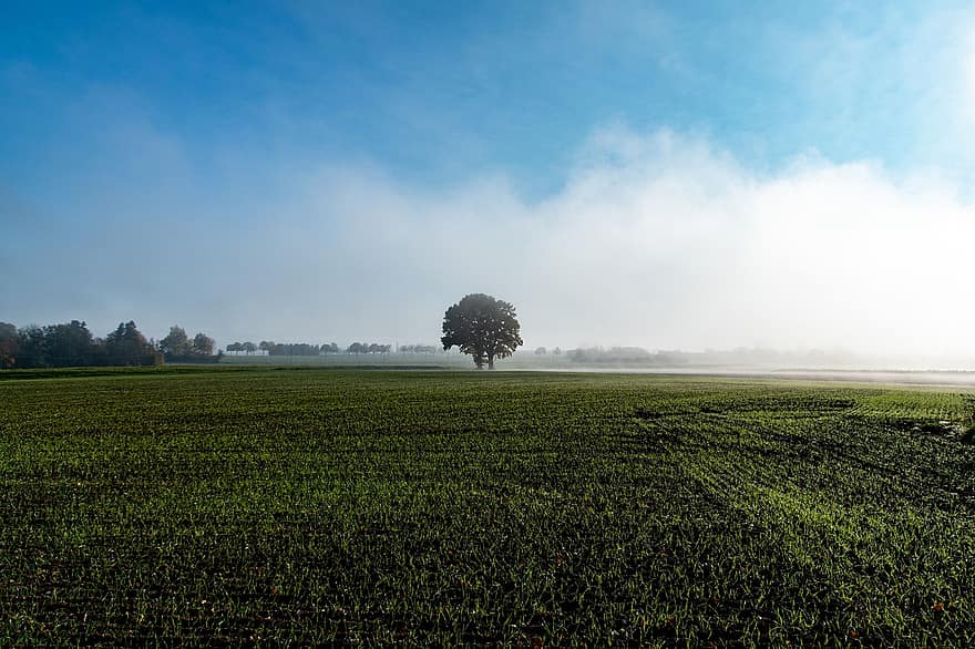 campo, árvore, névoa, orvalho, orvalho da manhã, nuvens, agricultura, outono