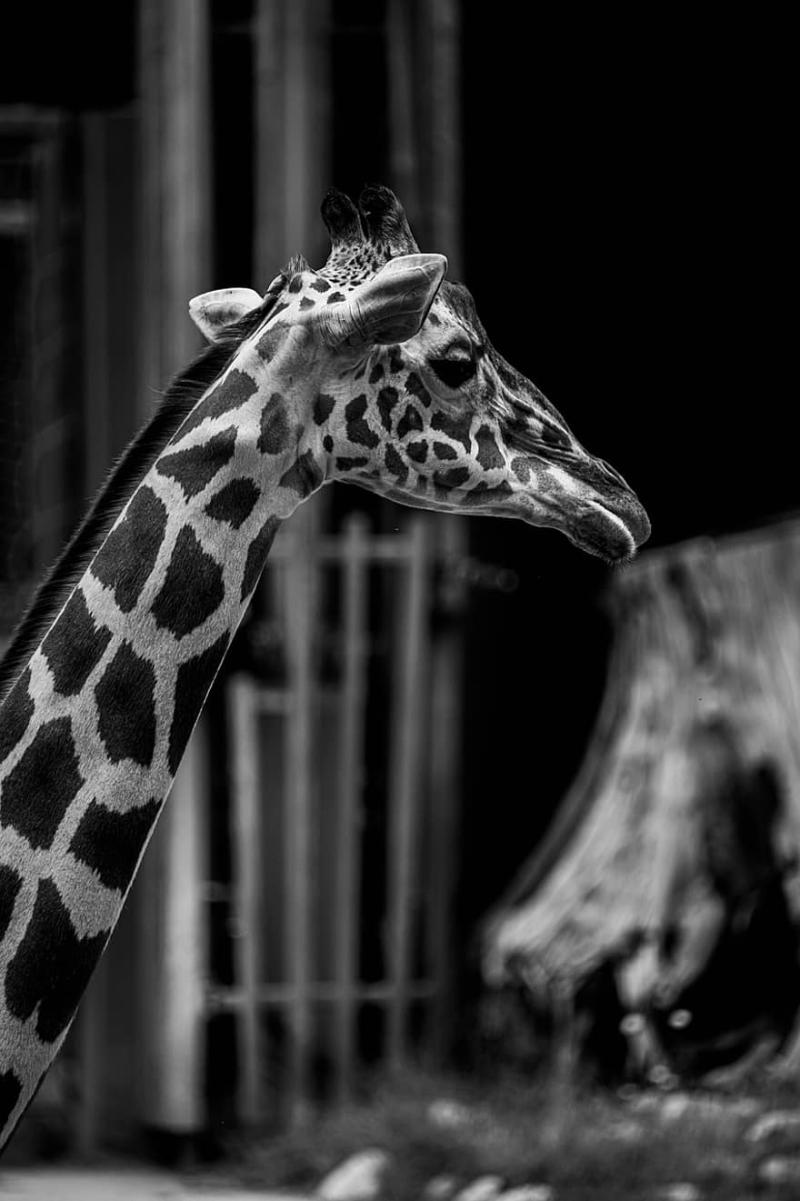 girafă, grădină zoologică, Africa, animal, natură, uganda, Safari, animale sălbatice, sălbatic, african, gât