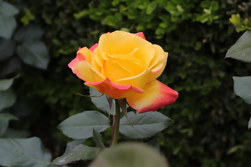 Rosa, rosa variada, flor, primavera, jardín, hoja, planta, de cerca, pétalo, verano, cabeza de flor