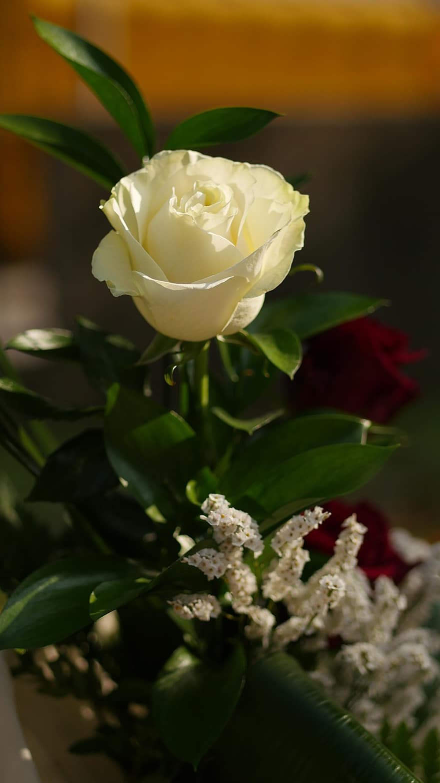 τριαντάφυλλο, λουλούδι, λευκό τριαντάφυλλο, λευκό λουλούδι, ανθίζω, άνθος, πέταλα, λευκά πέταλα, φύλλα, φύση