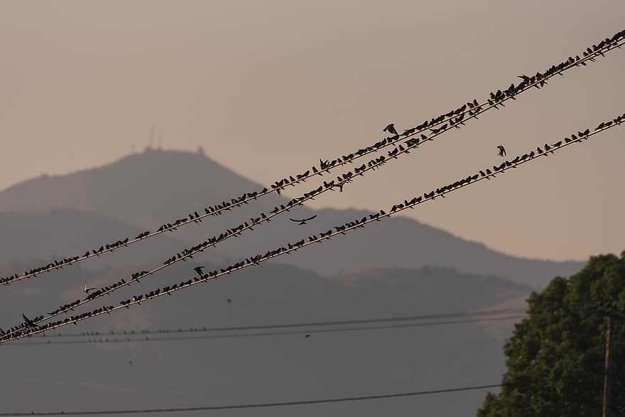 Typical Swallows, Birds, Cables, Flock, Swallows, Animals, Wildlife, Silhouette, Perched, Migration, Electrical Cables