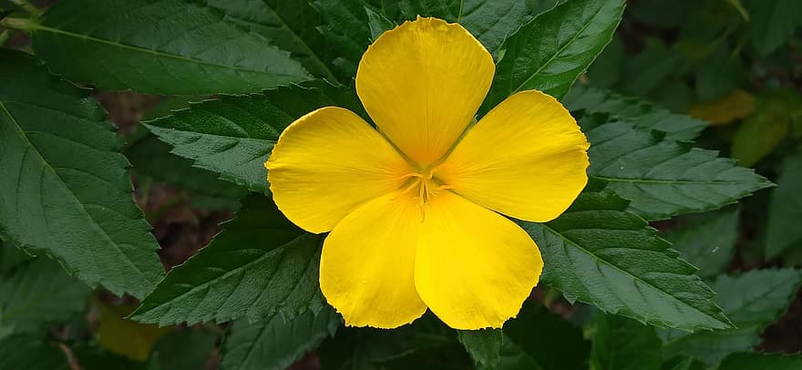 Дамяна, цвете, жълто цвете, листенца, жълти венчелистчета, разцвет, цвят, флора, растение, природа