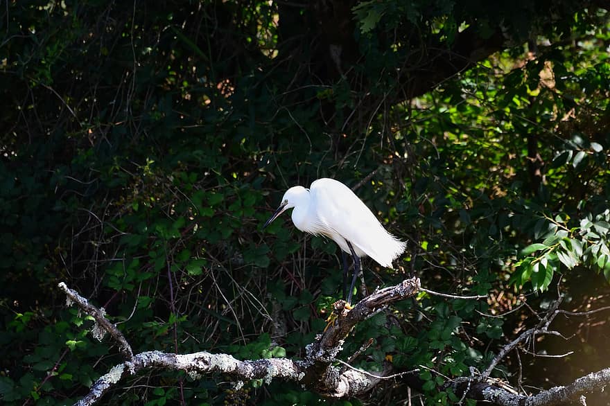 egreta petita, ocell, egret, posat, animal, plomes, plomatge, bec, factura, observació d'aus, ornitologia