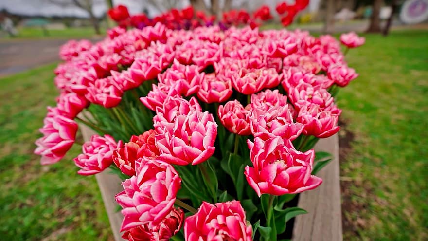 tulppaanit, vaaleanpunaiset kukat, puutarha, pysäköidä, luonto