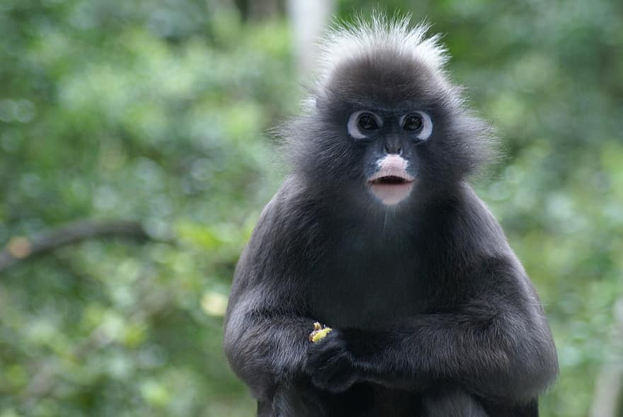 薄暗い猿、モンキー、薄暗い、葉、可愛い、座っている、毛皮、食べる、哺乳類、森林
