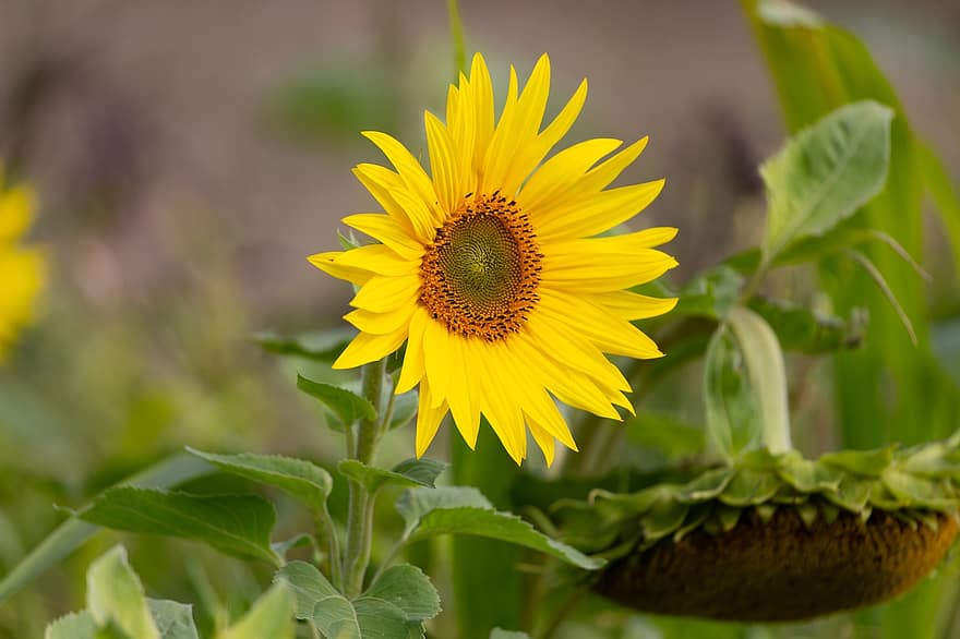 слънчоглед, цвете, жълто цвете, жълти венчелистчета, листенца, растения, листа, цвят, разцвет, флора, helianthus occidentalis