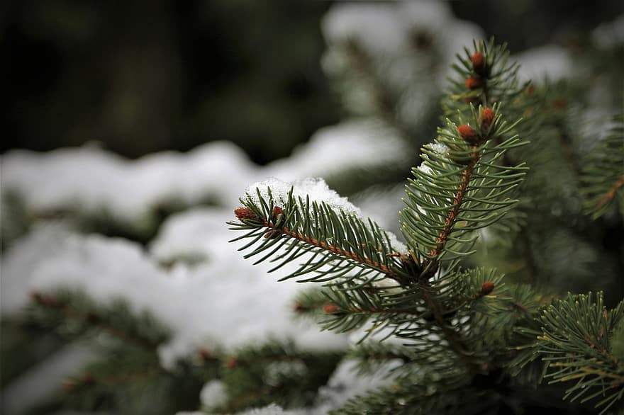 gran gren, nåle, sne, snedækket, vinter, vinterlige, frost, frost-, rimfrost, fyrretræ, grannåle
