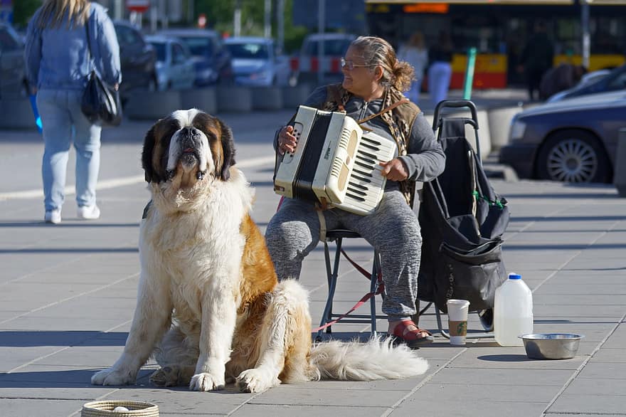 Saint Bernard, nainen, harmonikka, koira, puhdasrotuinen, istuva, väline, musiikki, vanhukset, Harmonikan soittaminen, julkinen paikka