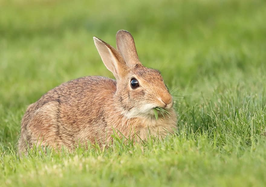 Animal, Rabbit, Mammal, Species, Fauna, Bunny, Grass, Wildlife