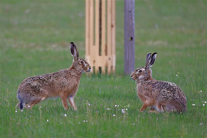 กระต่าย, หูยาว, คู่, หูกระต่าย, กระต่ายป่า, ทุ่งหญ้า, ป่า, ขน, สัตว์ป่า, เลี้ยงลูกด้วยนม, สัตว์