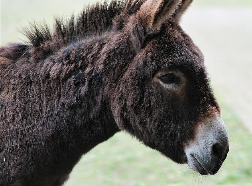 Donkey, Horse, Mule, Mammal, Herbivores, Nature, Ruminant, Farm, Livestock