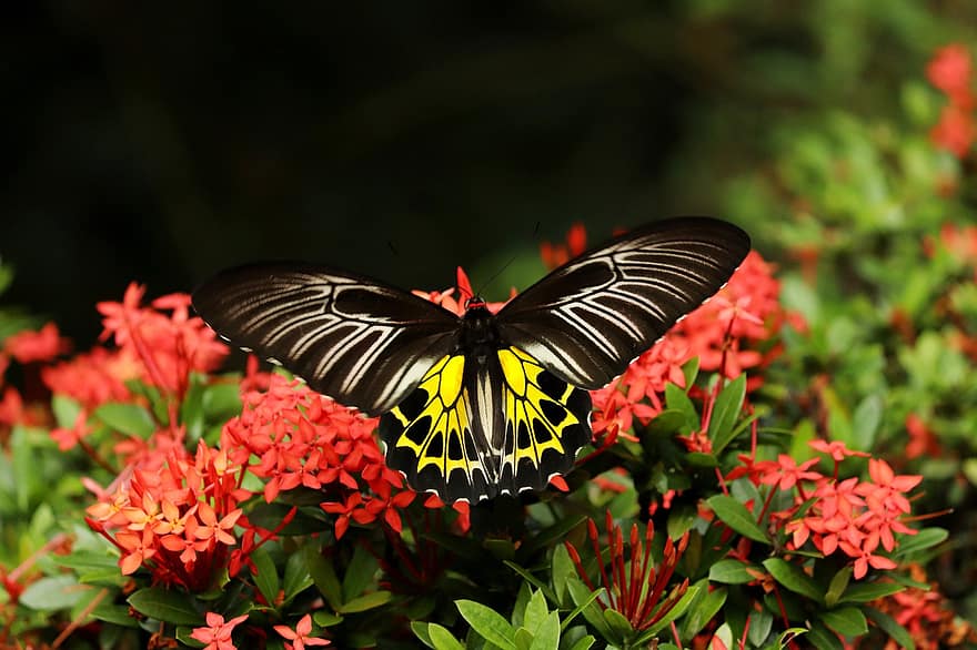 метелик, крила, комаха, антени, квіти, листя, південний пташиний крилатий