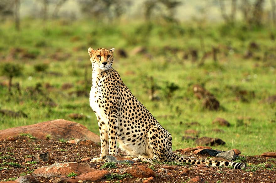 Gepardas, gyvūnas, masai mara, Afrika, laukinės gamtos, žinduolių