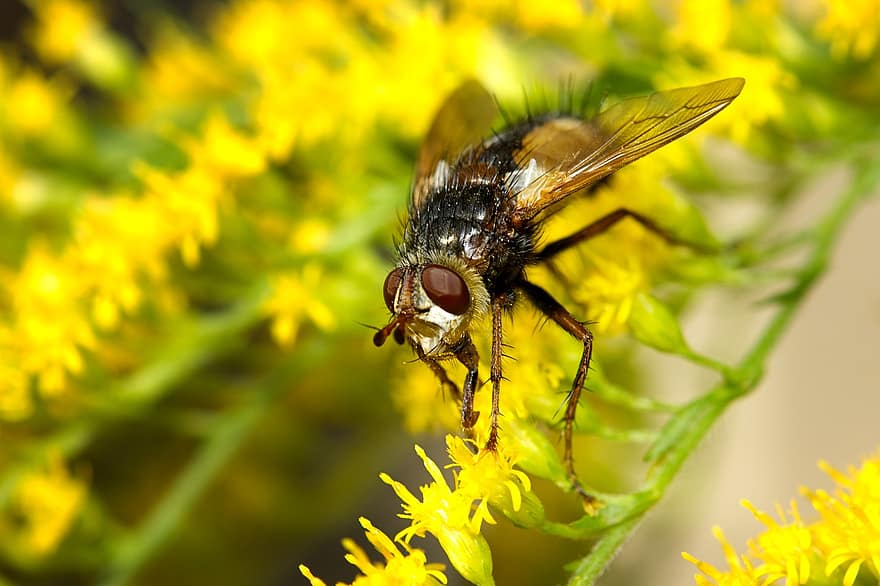 insectă, a zbura, macro, splinuta, polenizare, specie