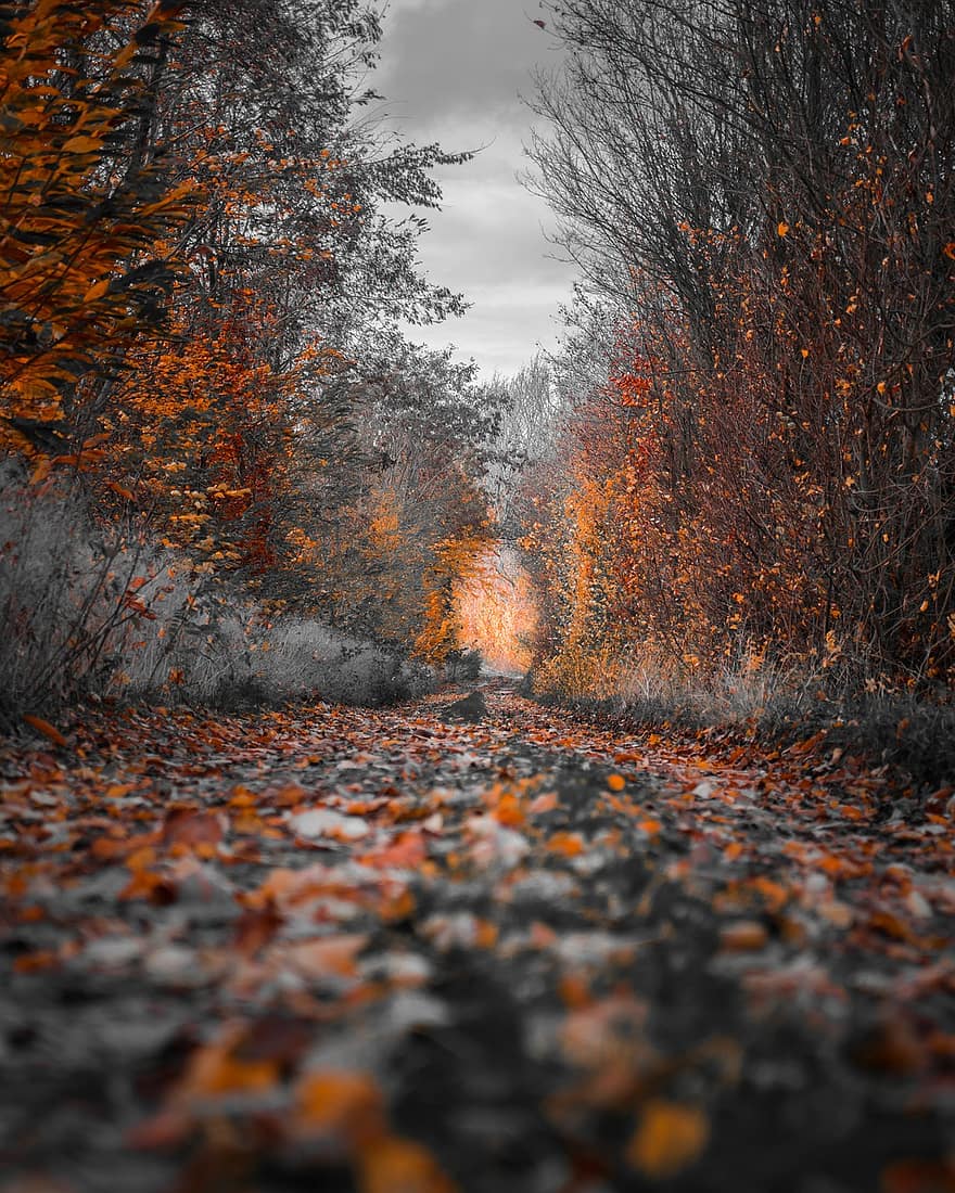 Straße, Bäume, Herbst, Pfad, Weg, trockene Blätter, fallen, Wald, Landschaft