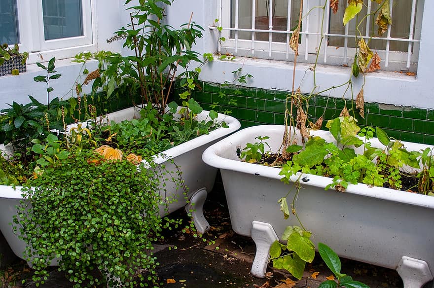 バスタブ、植物、庭園、浴槽、自然
