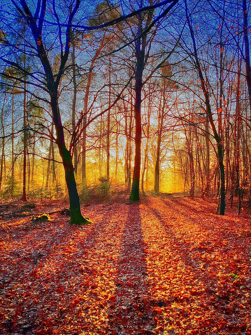 stín, stromy, krajina, podzim, mlha, dřevo, atmosféra, les, listy