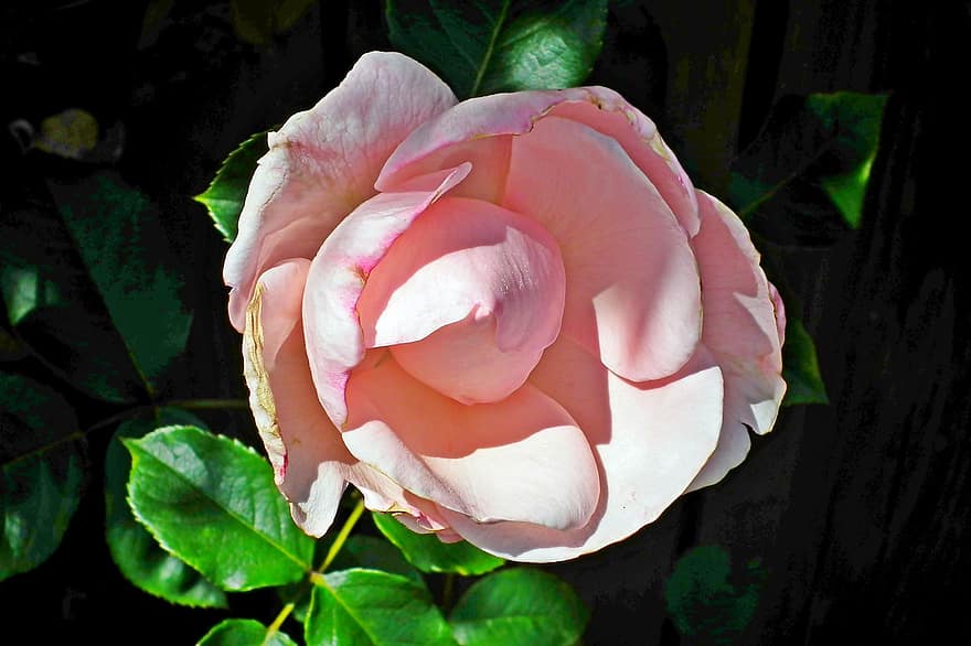 троянда, квітка, романтичний, рожевий, краса, день святого Валентина, рослини, запах, кохання, сад, романтика