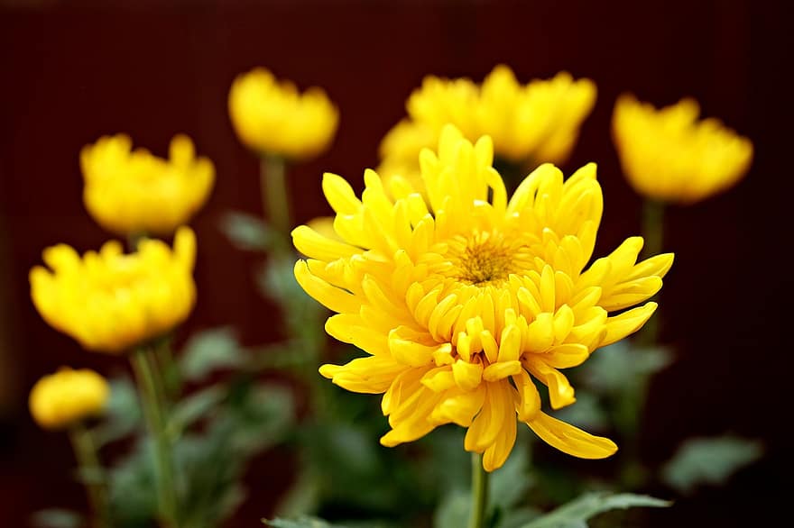 krysantemum, blommor, gula blommor, kronblad, gula kronblad, blomma, flora, växter, gul, växt, närbild