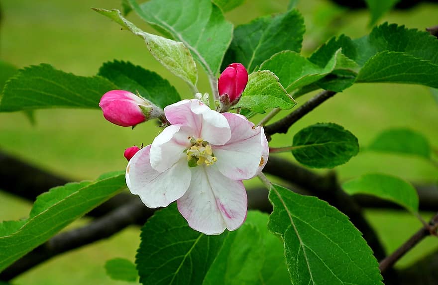 λουλούδι, μήλο, άνοιξη, δέντρο, φύση, κλαδί, φύλλωμα, λυπημένος, κήπος