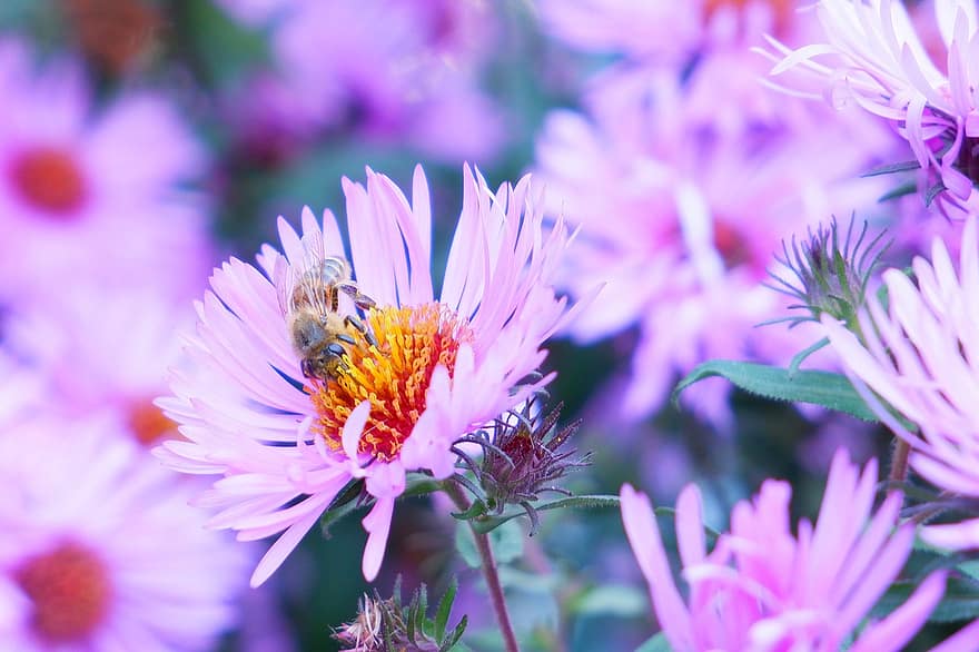 Bie, insekt, pollinere, pollinering, blomst, bevinget insekt, vinger, natur, Hymenoptera, entomologi, makro