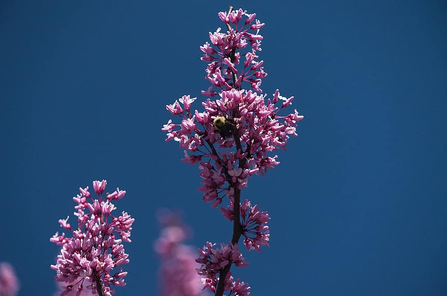 봄, 핑크 꽃, 꽃들, 자연, 꽃, 플로라, 닫다, 식물, 여름, 꽃 머리, 핑크색