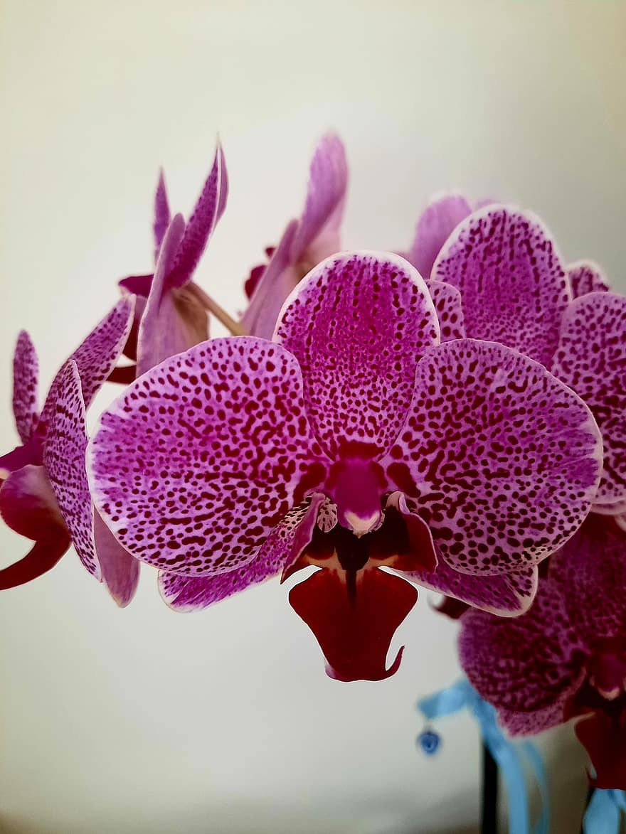 orquídea, flor, pétalos, exótico, planta, tropical, decoración