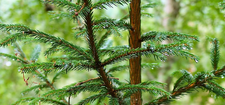 Na Uy Spruce, kim tiêm, sương, ướt, hạt sương, lá, chi nhánh, cây, cây tùng bách, thường xanh, Thiên nhiên
