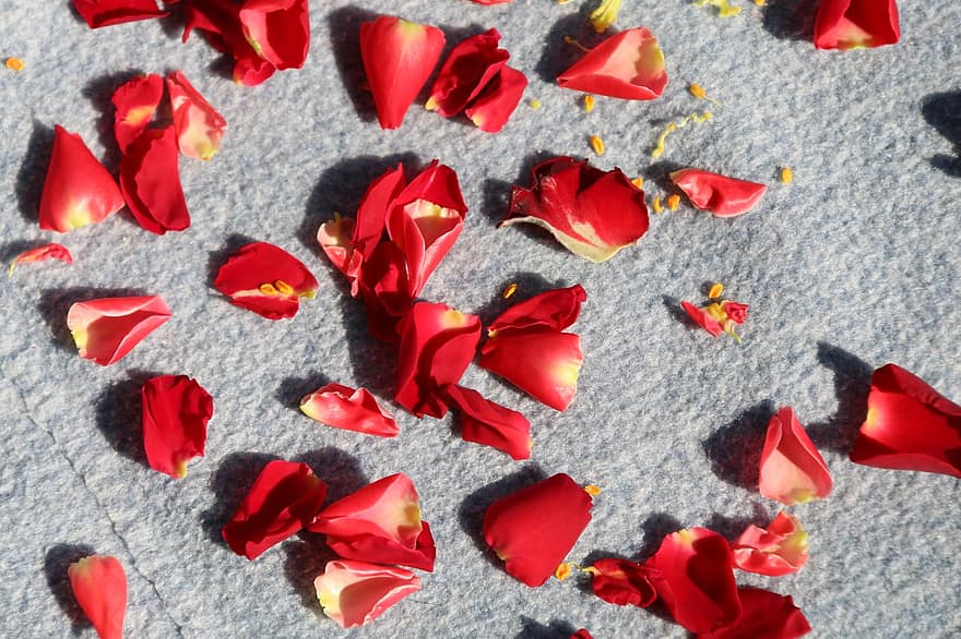 ローズ、フラワーズ、花びら、赤いバラ、赤い花、散在する、装飾的な