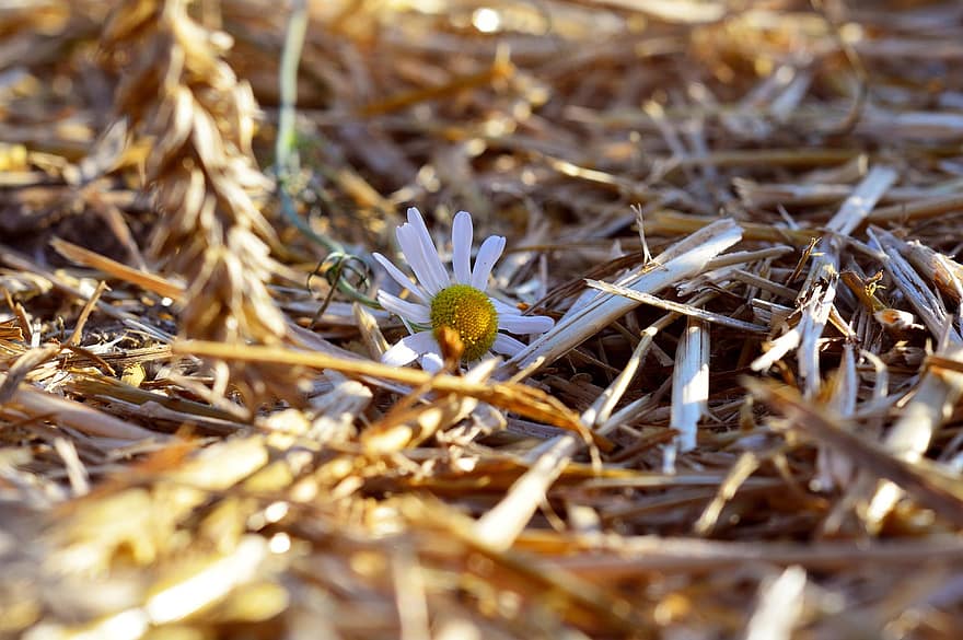 gėlė, Daisy, lauke, žolė, žiedlapių, pobūdį