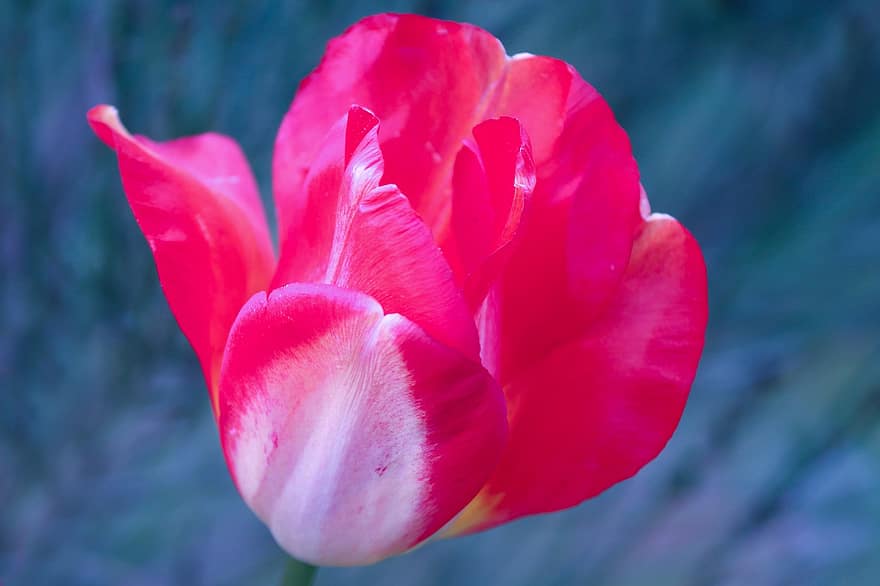 Tulip, Flower, Plant, Petals, Pink Flower, Bloom, Spring, Garden, Nature