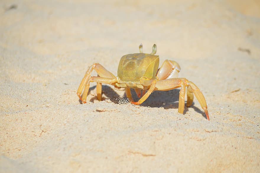 Crabe, mer, île, plage, fermer, le sable, animaux à l'état sauvage, griffe, été, crustacé, arthropode