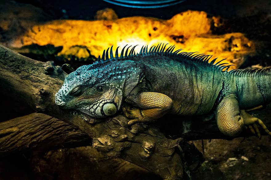 iguana, kertenkele, sürüngen, bukalemun, yaban hayatı, soğukkanlılık