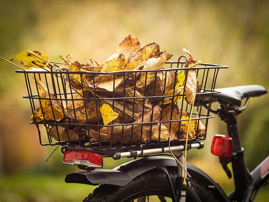 خريف ، اوراق اشجار ، دراجة ، سلة الدراجة ، طبيعة ، اوراق الخريف ، الخريف