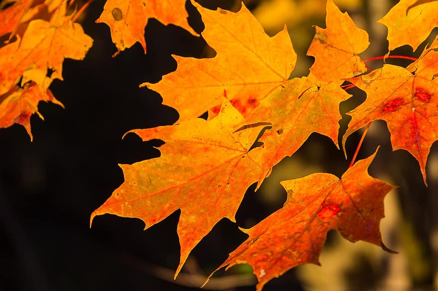 もみじ、葉、秋、ブランチ、オレンジ色の葉、木、自然、閉じる、赤