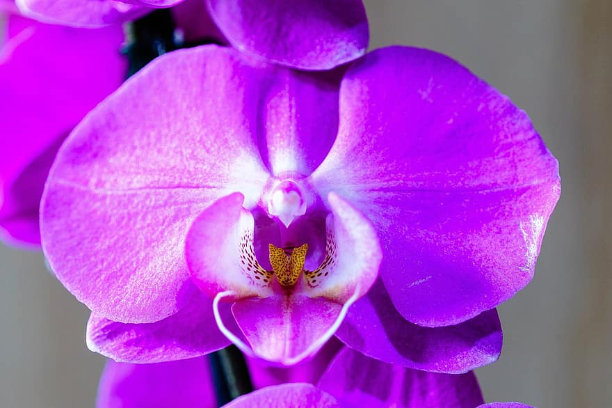 orchidea, fiore, fiore viola, fiorire, natura, fioritura, avvicinamento