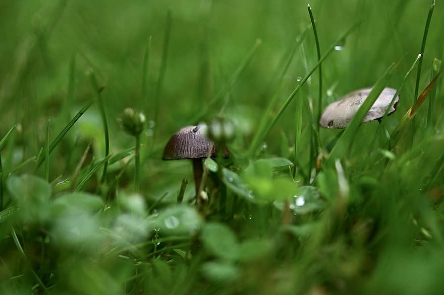 champignon, herbe, forêt, vert, Prairie, la nature, pluie, goutte de pluie, collecte